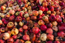 bunch of rotten apples